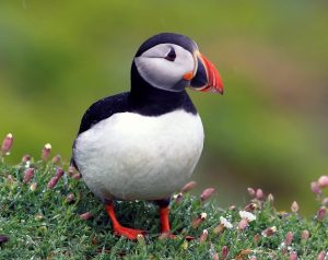 Common Puffin