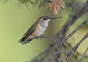 Female Rufous Hummingbird