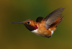 Rufous Hummingbird