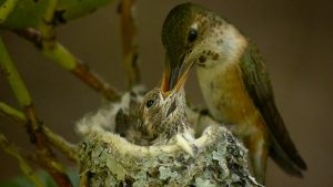 Rufous Hummingbird Baby