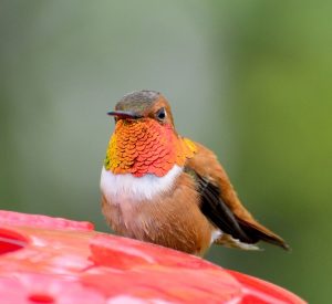 Rufous Hummingbird Images