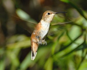 Rufous Hummingbird Immature