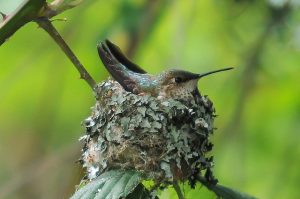 Rufous Hummingbird Nest