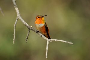 Rufous Hummingbird Photos