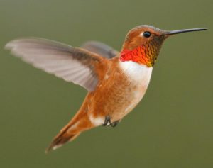 Rufous Hummingbird Pictures