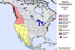 Rufous Hummingbird Range