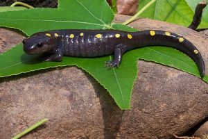 Spotted Salamander