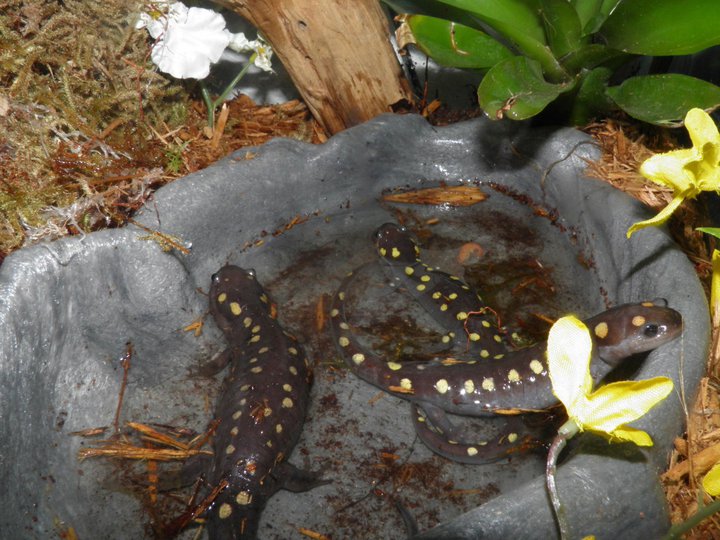 The Yellow-Spotted Salamander (Ambystoma maculatum) Care and Info – Crazy  Plants Crazy Critters