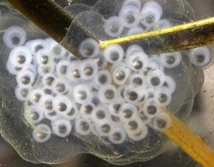 Spotted Salamander Eggs