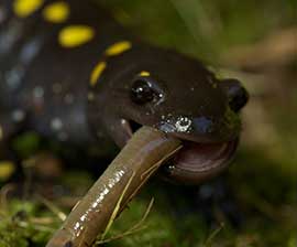 Spotted Salamander Food