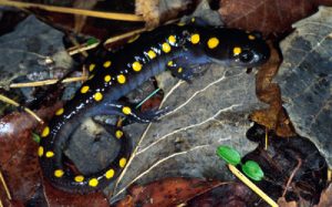 Spotted Salamander Images