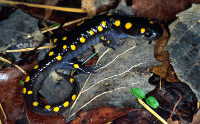 The Yellow-Spotted Salamander (Ambystoma maculatum) Care and Info – Crazy  Plants Crazy Critters