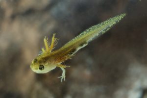 Spotted Salamander Larvae