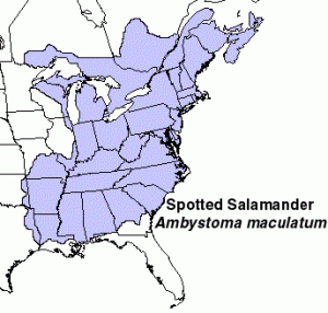 Spotted Salamander Range
