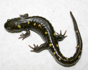 The Spotted Salamander