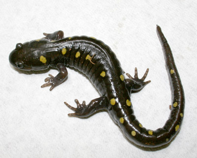 The Yellow-Spotted Salamander (Ambystoma maculatum) Care and Info – Crazy  Plants Crazy Critters