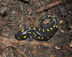 Yellow Spotted Salamander