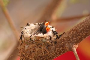 Baby Bee Hummingbird