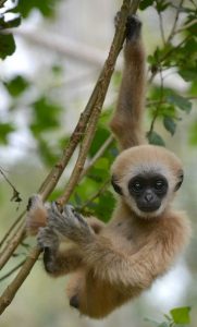 Baby Lar Gibbon