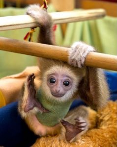 Baby White Handed Gibbon