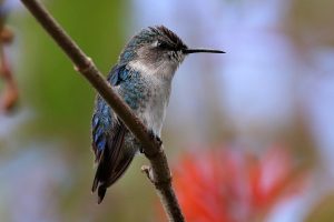 Bee Hummingbird