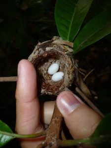 Bee Hummingbird Eggs