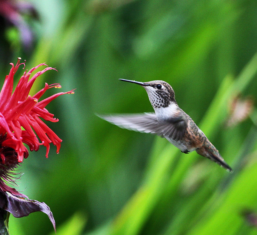 bee hummingbird flying