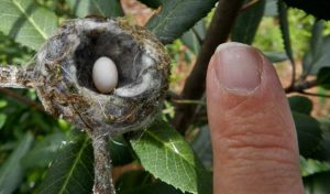 Bee Hummingbird Nest