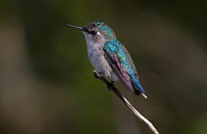 Bee Hummingbird Pictures