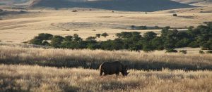 Black Rhinoceros Habitat