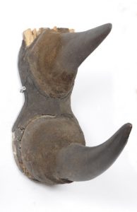 Black Rhinoceros Horn