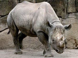 Black Rhinoceros Images