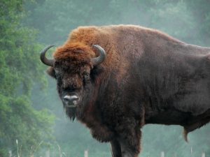 European Bison