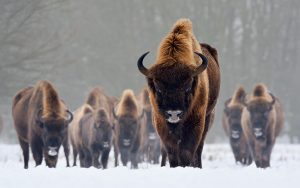 European Bison Images