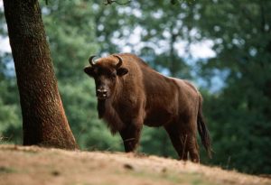 European Bison Photos