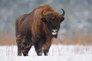 European Bison Pictures