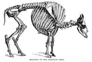 European Bison Skeleton