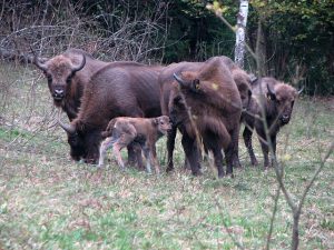 Female European Bison with Calves