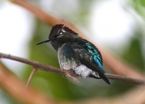 Male Bee Hummingbird