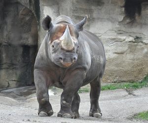 The Black Rhinoceros