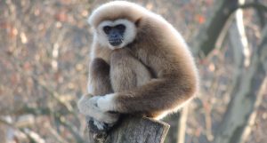 White Handed Gibbon