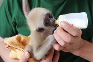 White Handed Gibbon Baby
