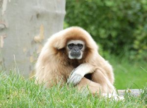 White Handed Gibbon Images