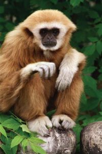White Handed Gibbon Pictures