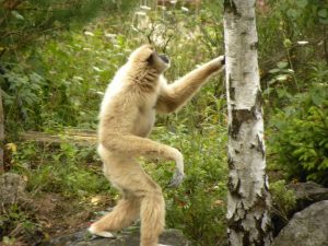 White Handed Gibbon Size