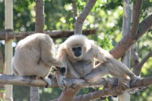 White Handed Gibbons