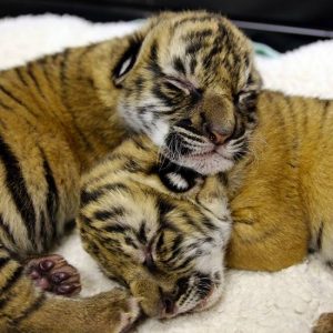 Baby Malayan Tiger