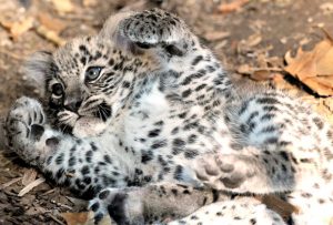 Baby Persian Leopard