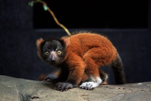 Baby Red Ruffed Lemur