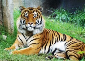 Malayan Tiger